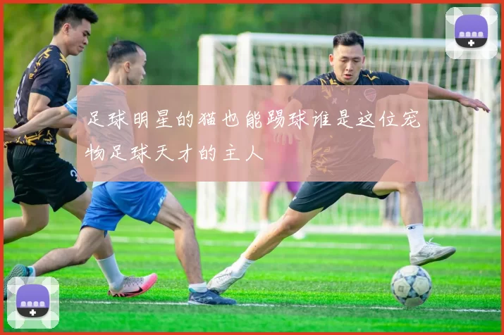 足球明星的猫也能踢球谁是这位宠物足球天才的主人